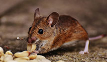 24 Hour & Emergency Exterminators in Aurora, ME